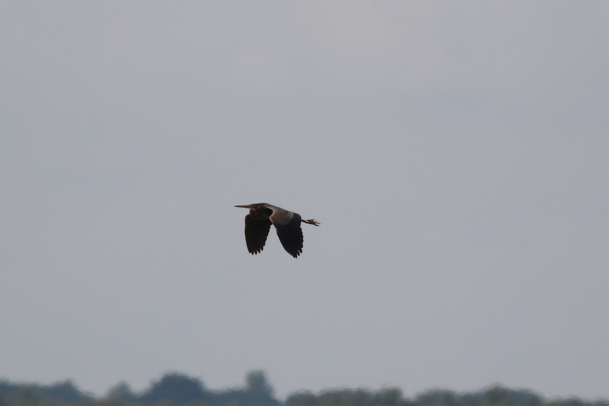 Purple Heron (Purple) - Neil Osborne