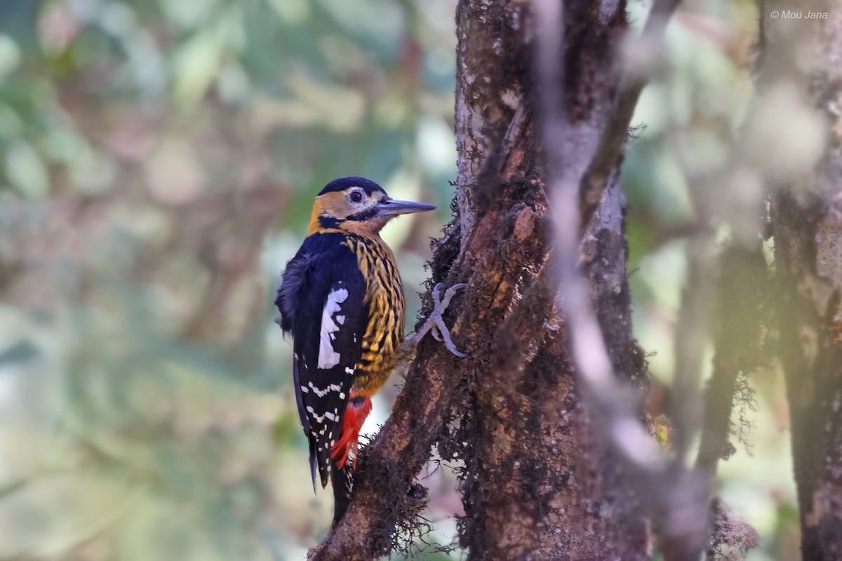 Darjeeling Woodpecker - Mou Jana