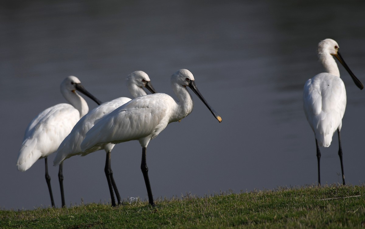 Eurasian Spoonbill - Praveen Joshi