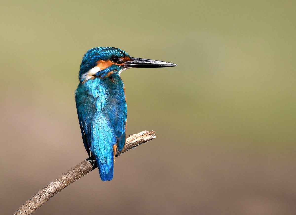 Common Kingfisher - Praveen Joshi