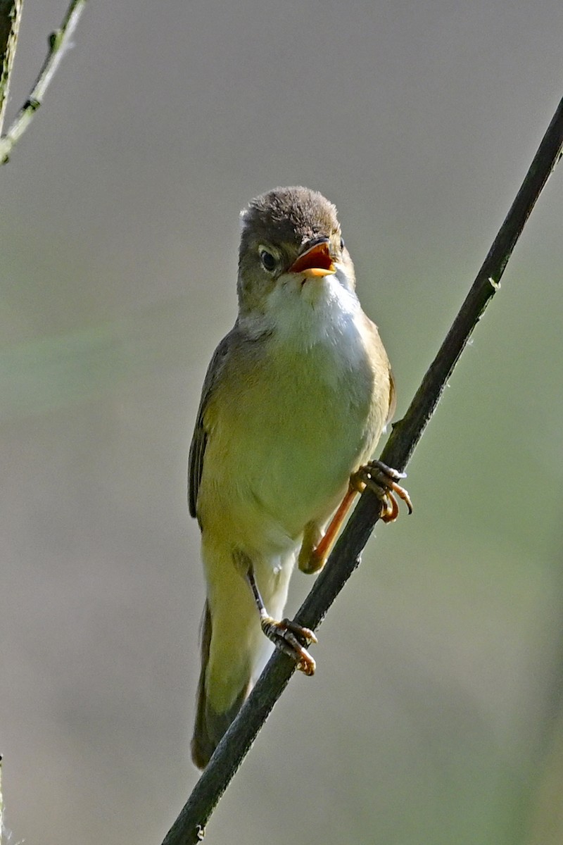 Common Reed Warbler - Gerd Schön