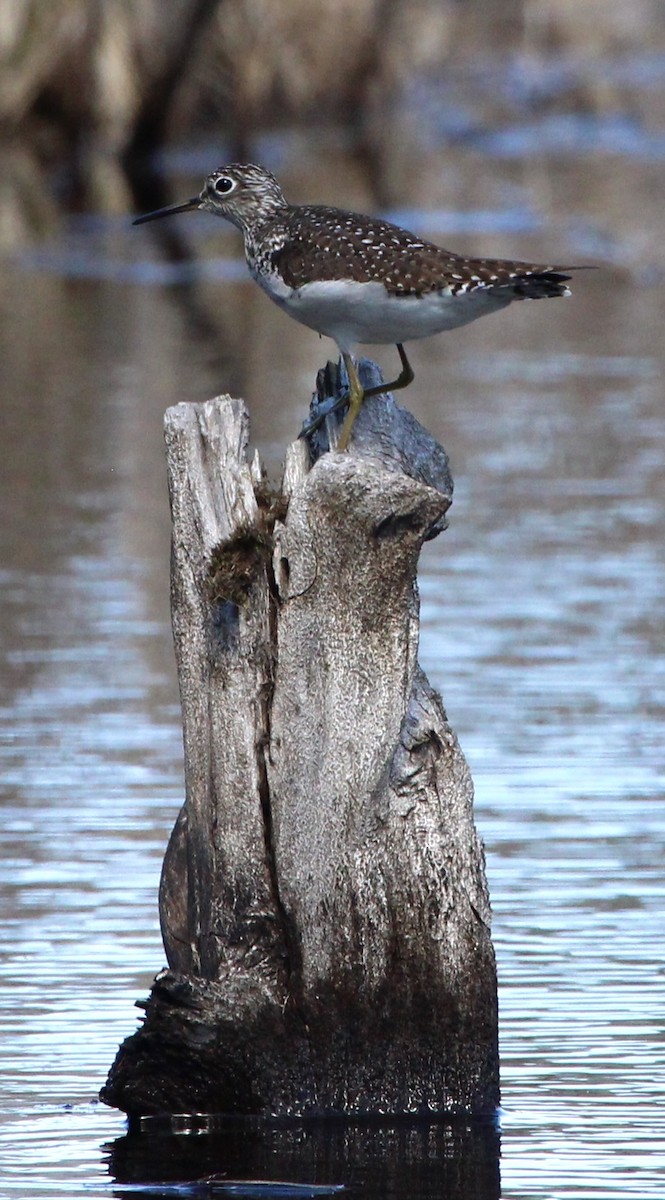 Solitary Sandpiper - ML619074968