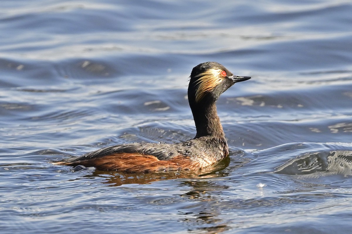 Eared Grebe - Gerd Schön