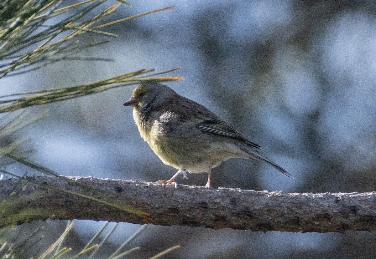 Corsican Finch - Ed Stubbs