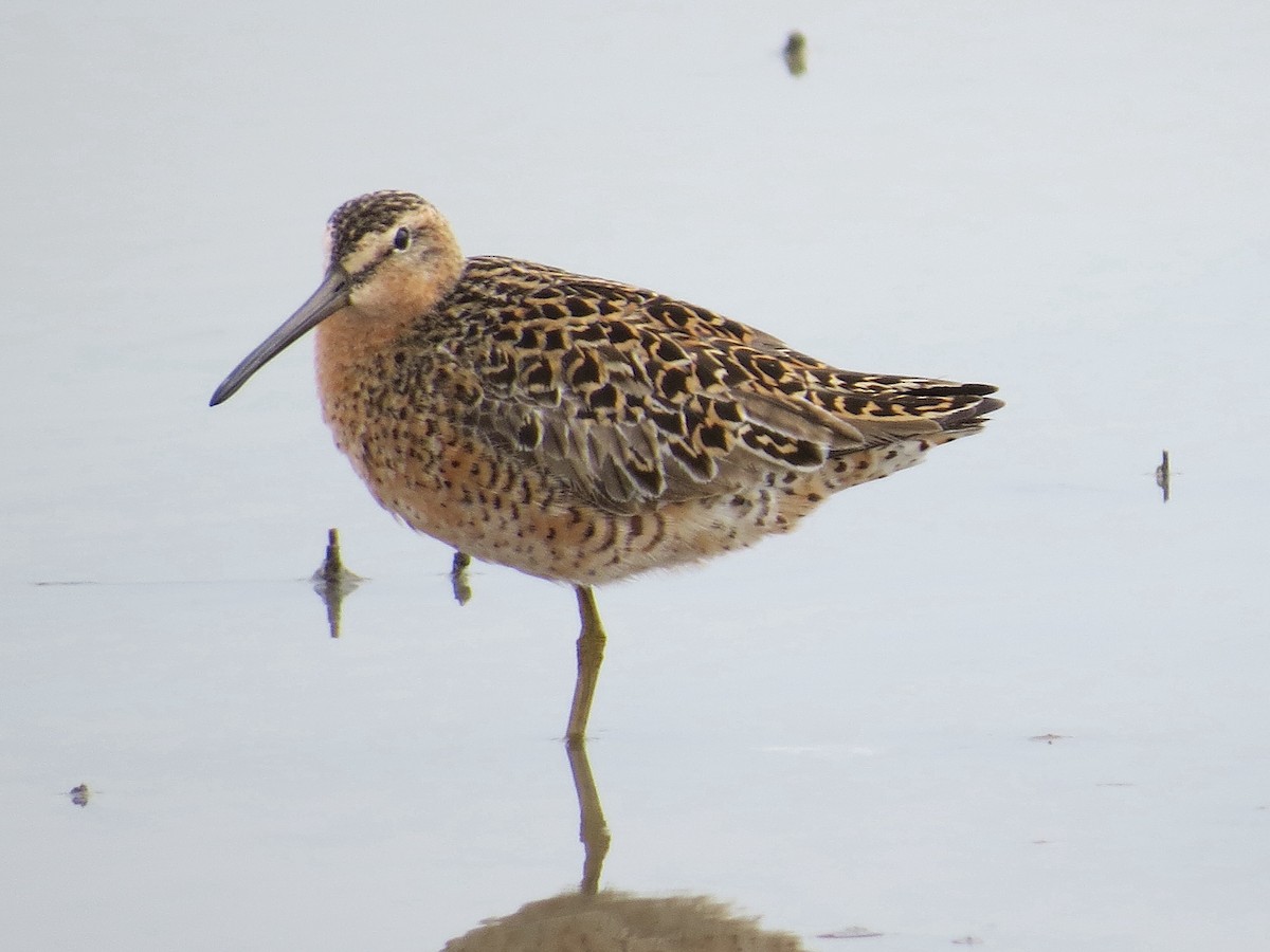 Short-billed Dowitcher (hendersoni) - Bill Rowe