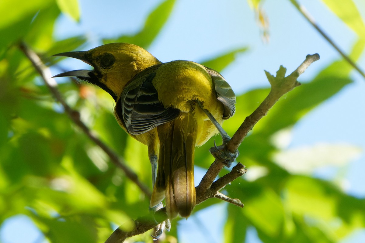 Orchard Oriole - ML619074985