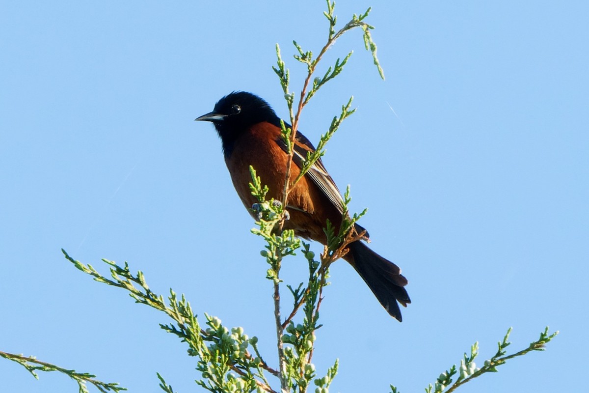 Orchard Oriole - ML619074988