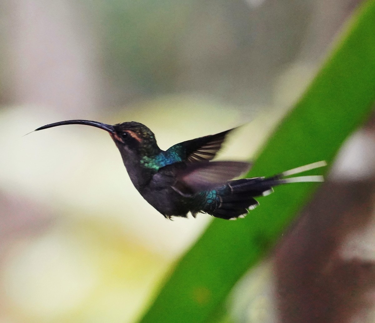 Green Hermit - ML619074989