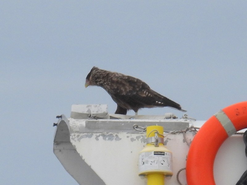 Striated Caracara - ML619074990