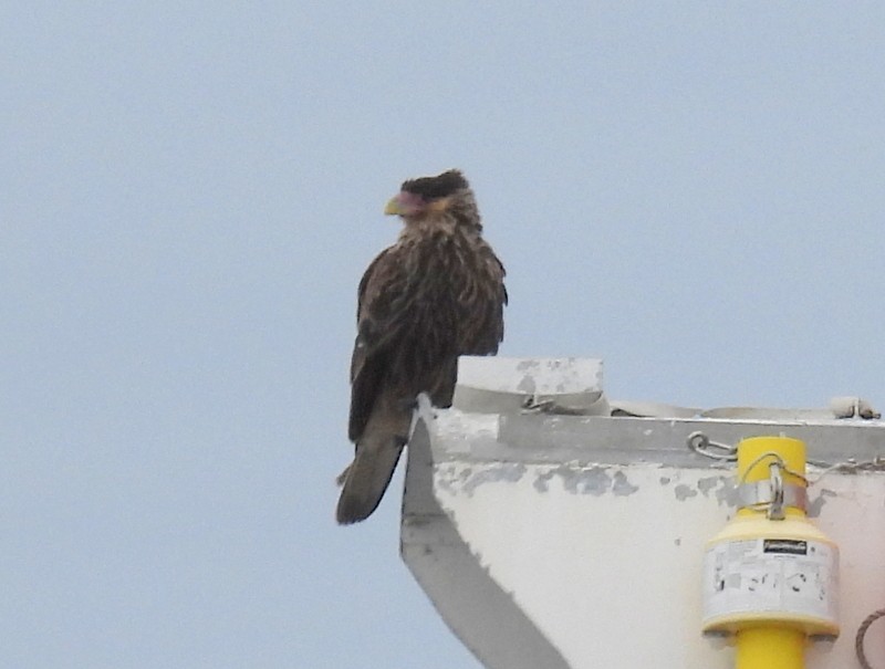 Striated Caracara - ML619074991