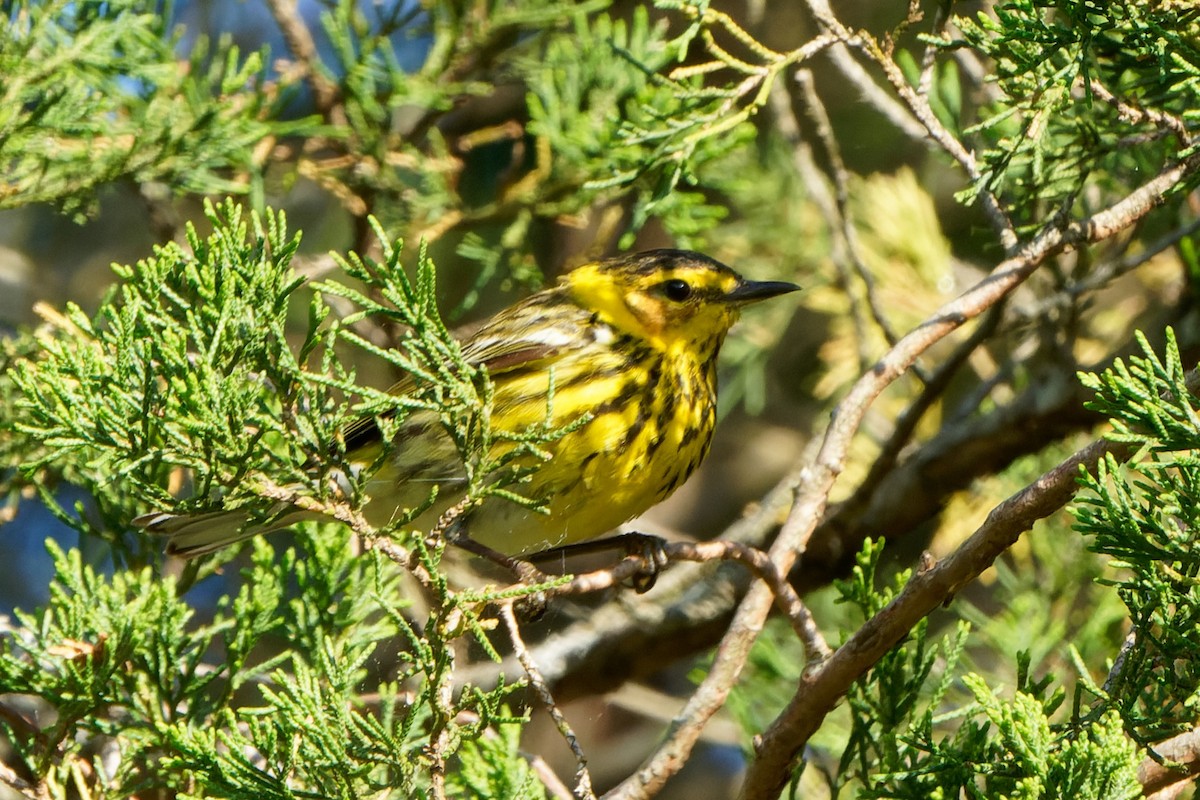 Cape May Warbler - ML619074993