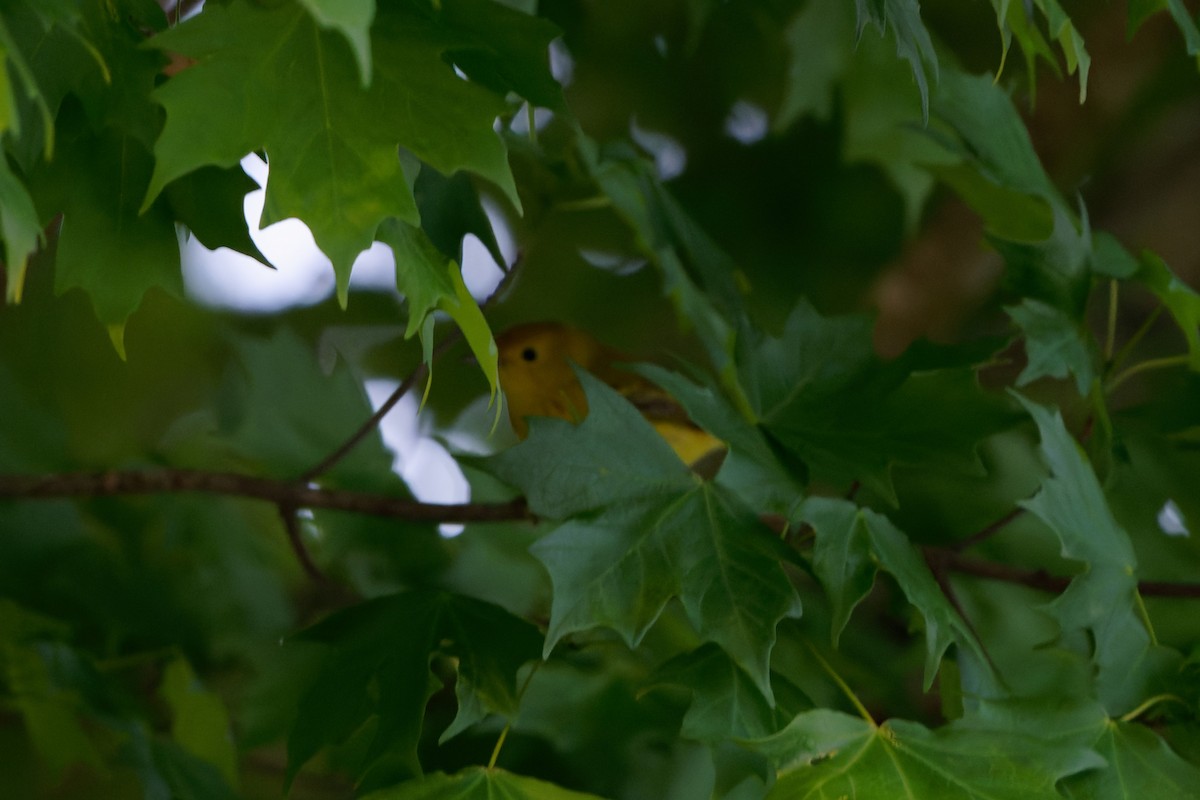 Yellow Warbler - ML619074997