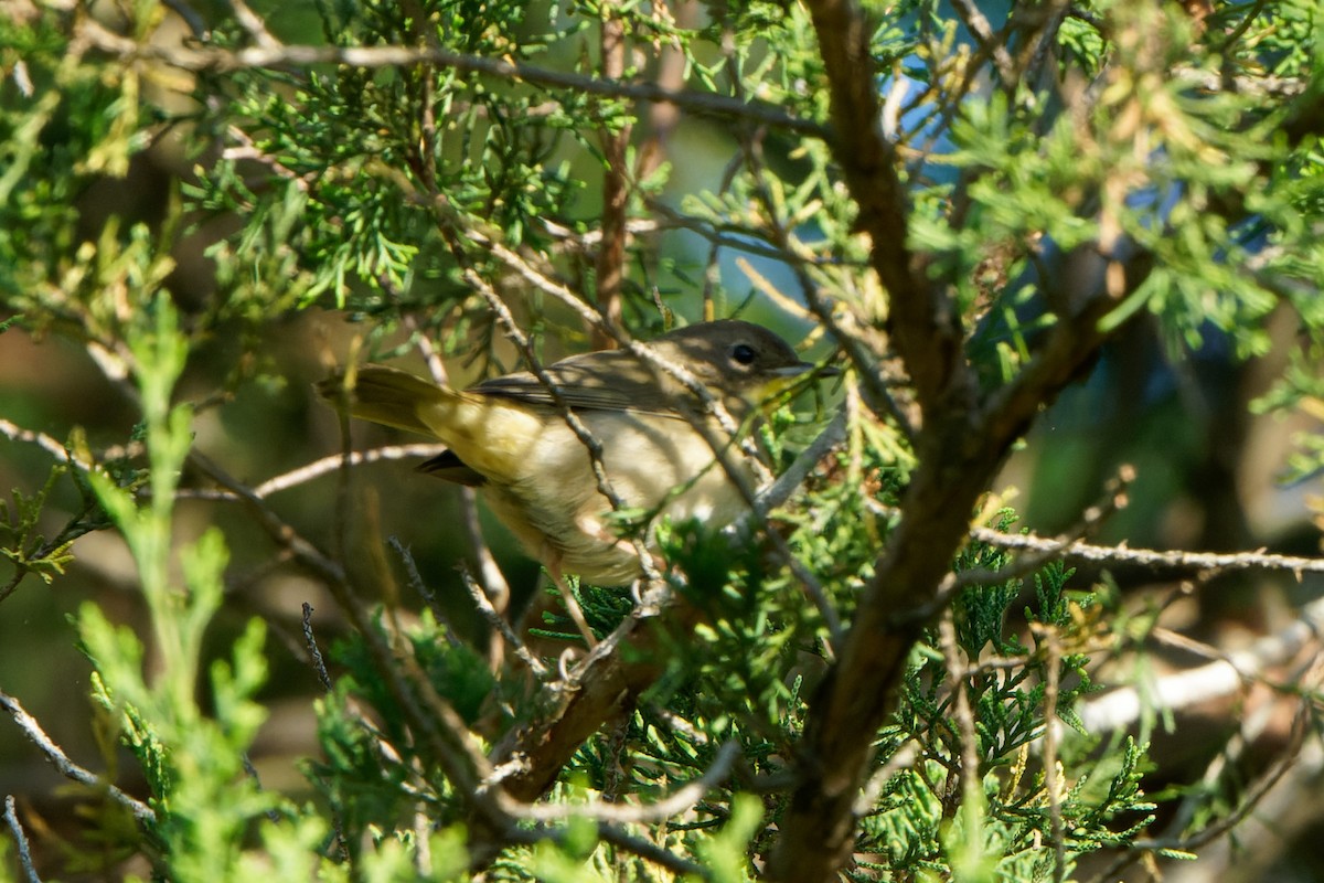 Common Yellowthroat - chris contakos