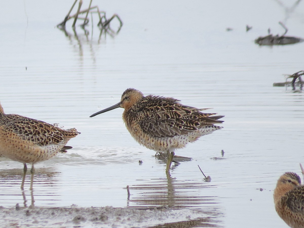 Short-billed Dowitcher (hendersoni) - ML619075009