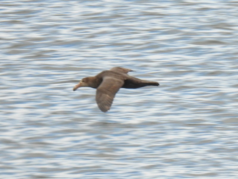 Southern Giant-Petrel - bob butler