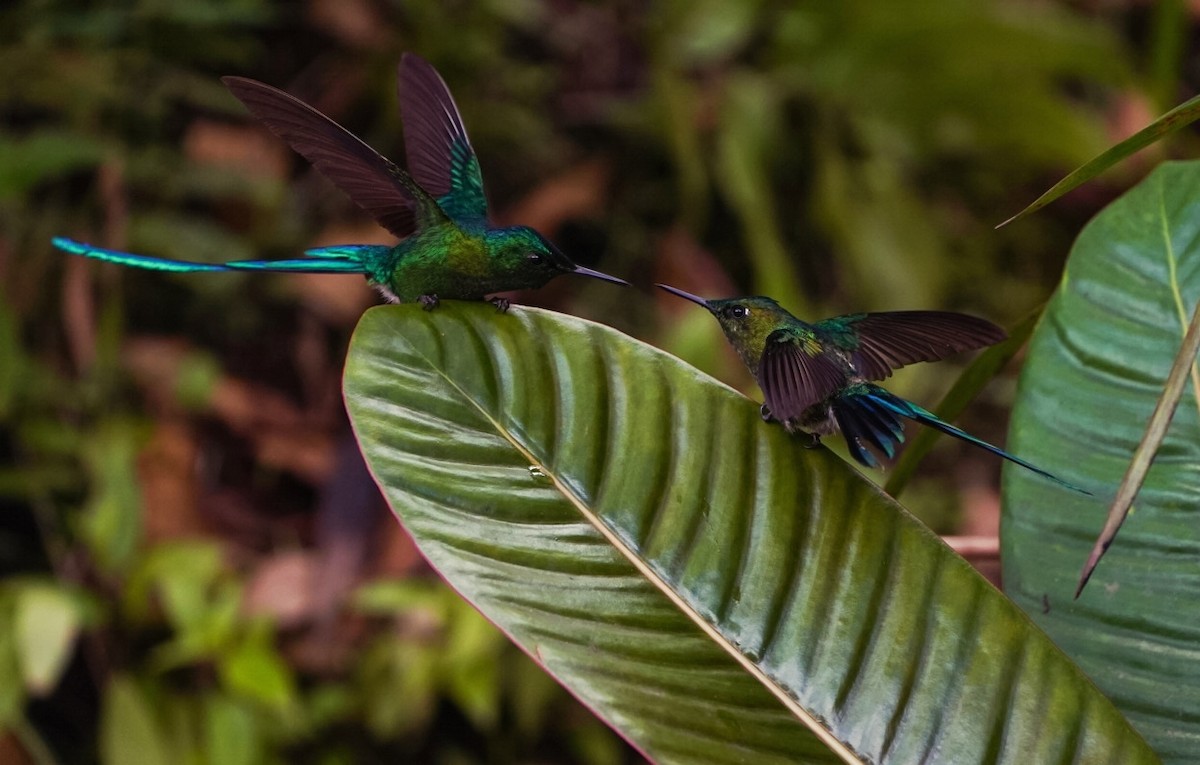 Long-tailed Sylph - ML619075025