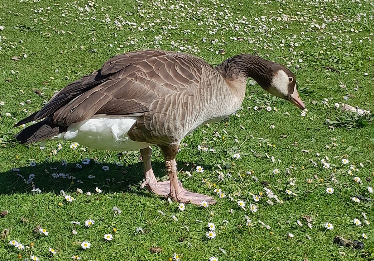 Graylag x Canada Goose (hybrid) - Anonymous