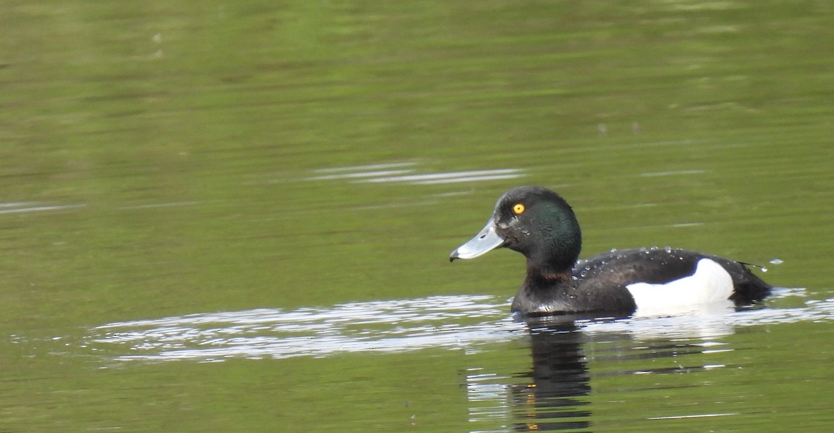 Tufted Duck - ML619075041