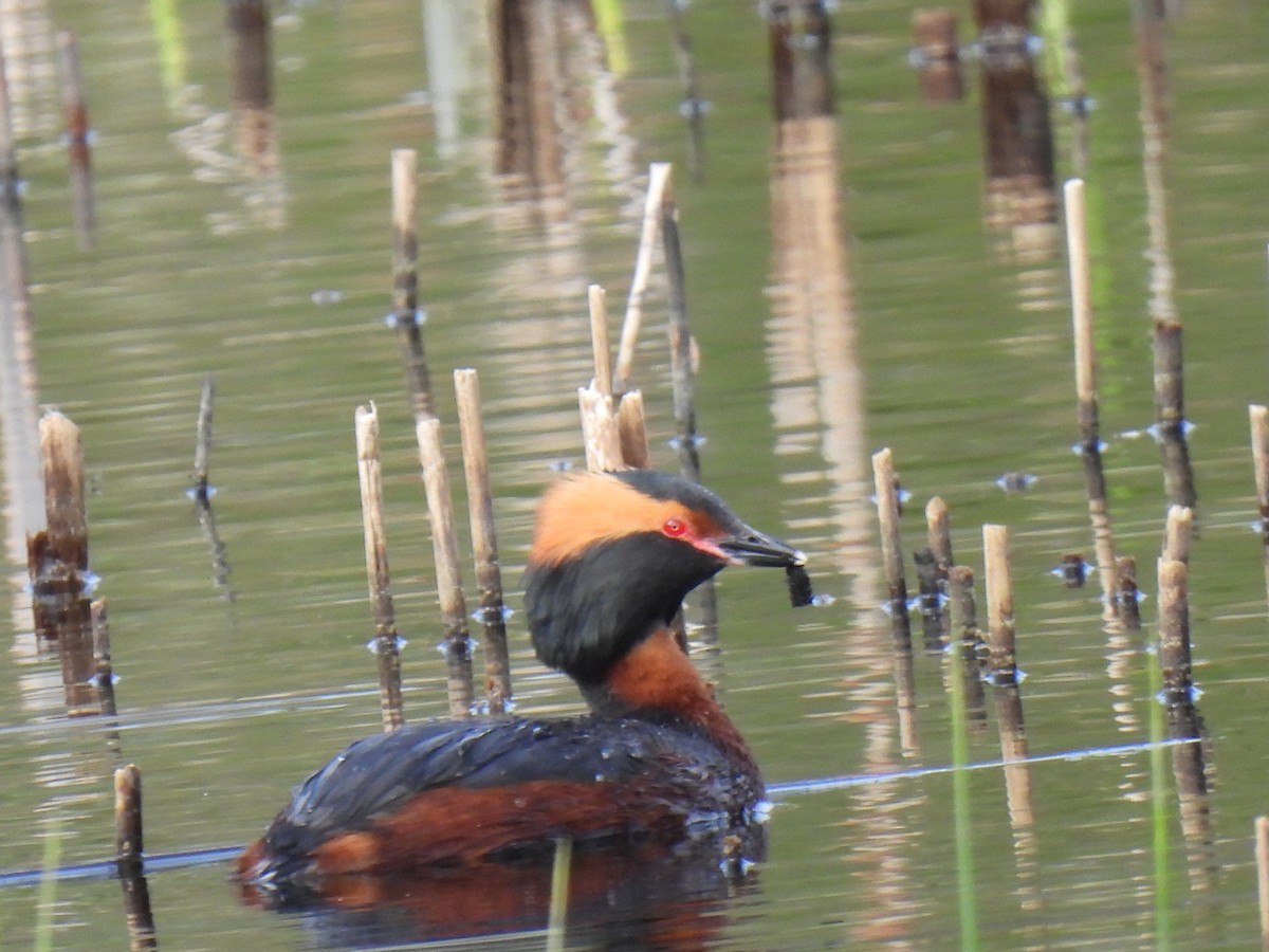 Horned Grebe - ML619075046