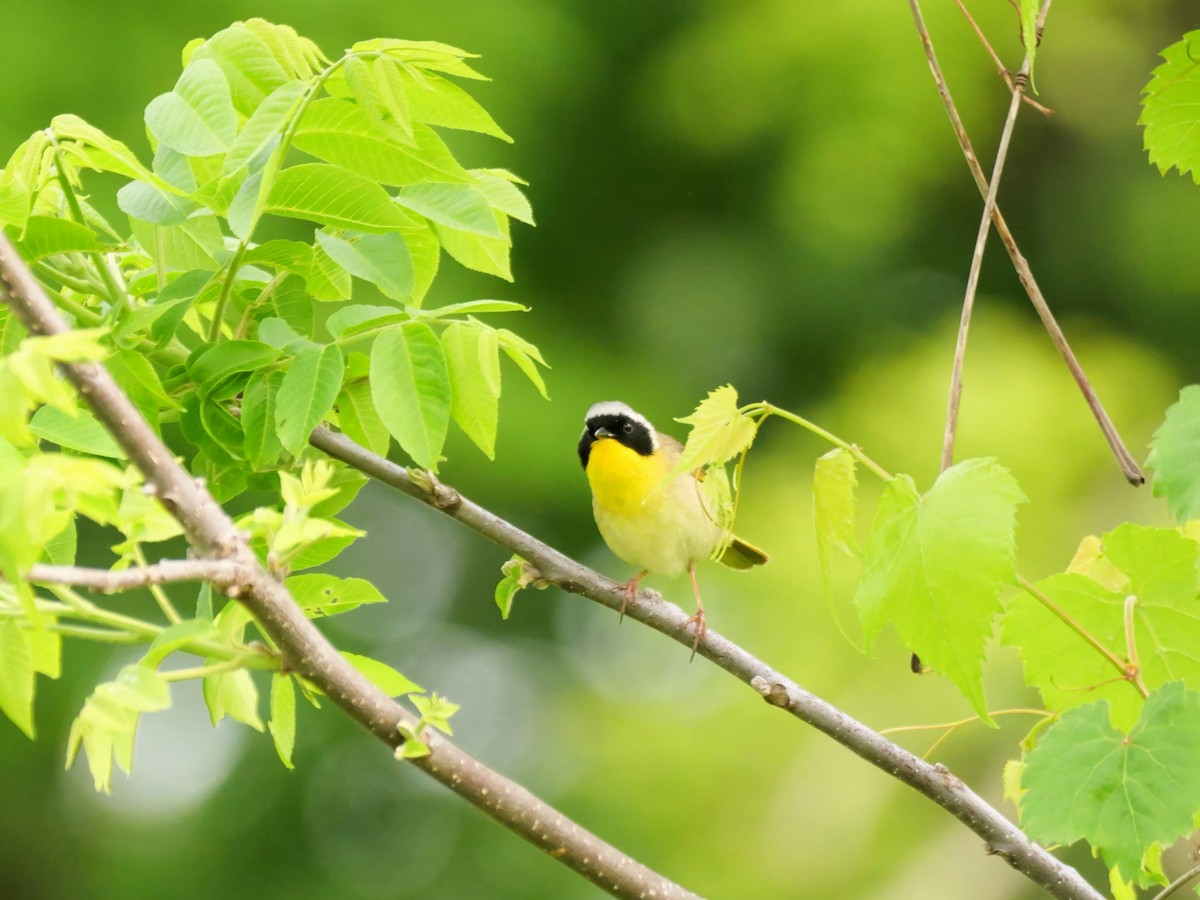 Common Yellowthroat - Pat and Tony Nastase