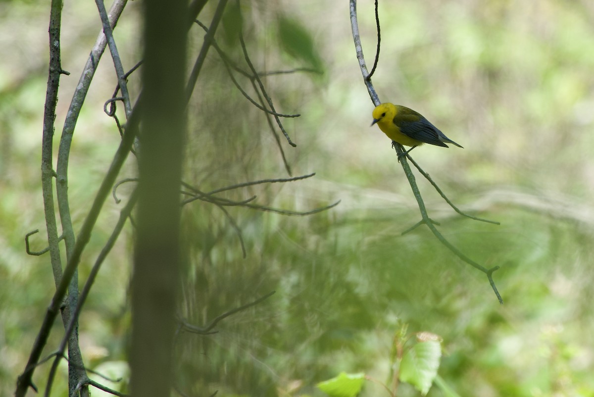 Prothonotary Warbler - Jerry Horak