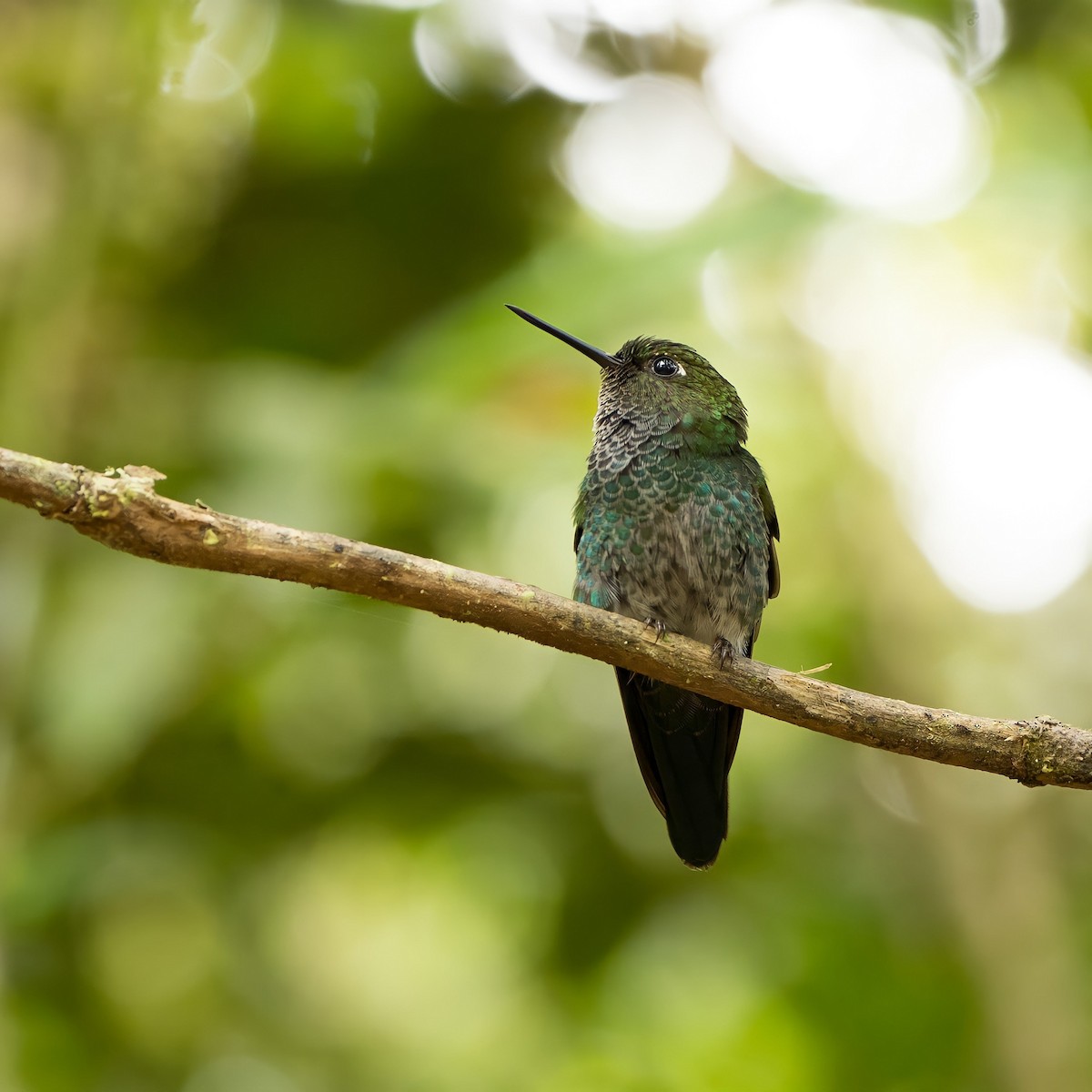 Greenish Puffleg - ML619075059