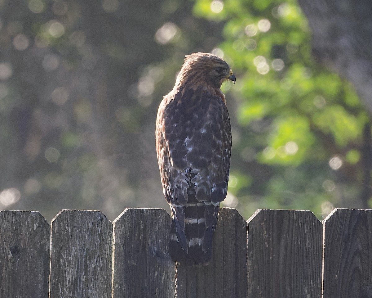 Red-shouldered Hawk - ML619075076