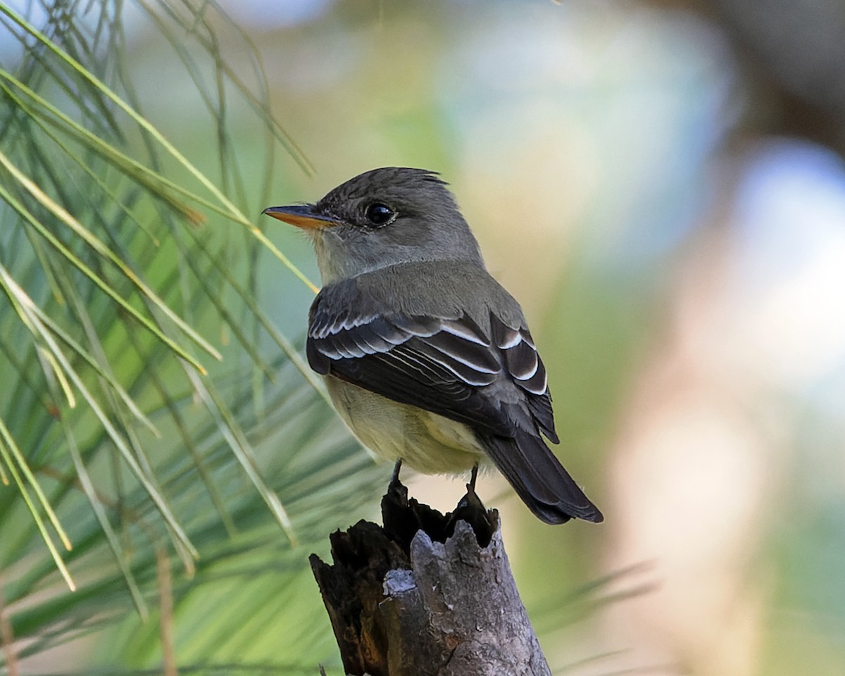 Eastern Wood-Pewee - Karl H (Hoeff ka)