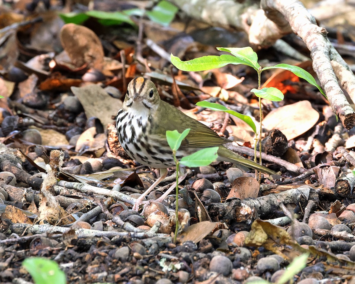 Ovenbird - ML619075086