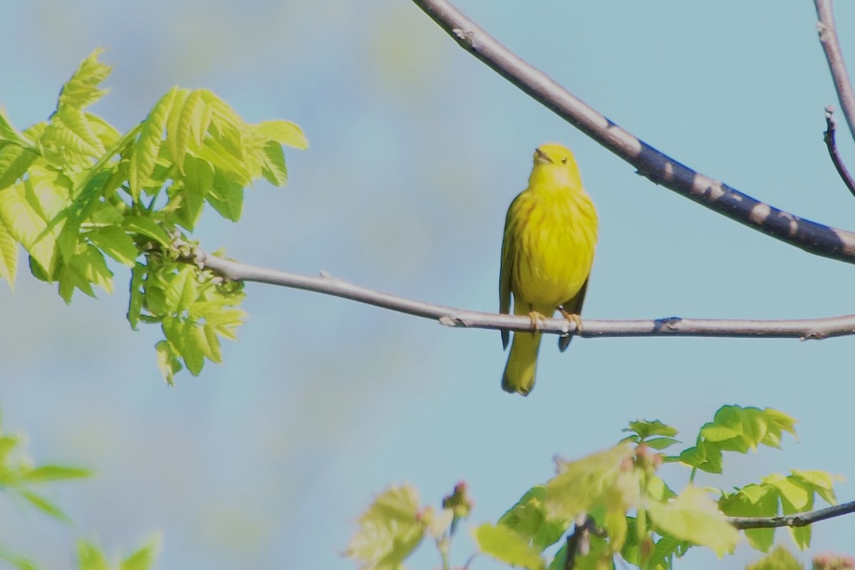 Yellow Warbler - Jerry Horak