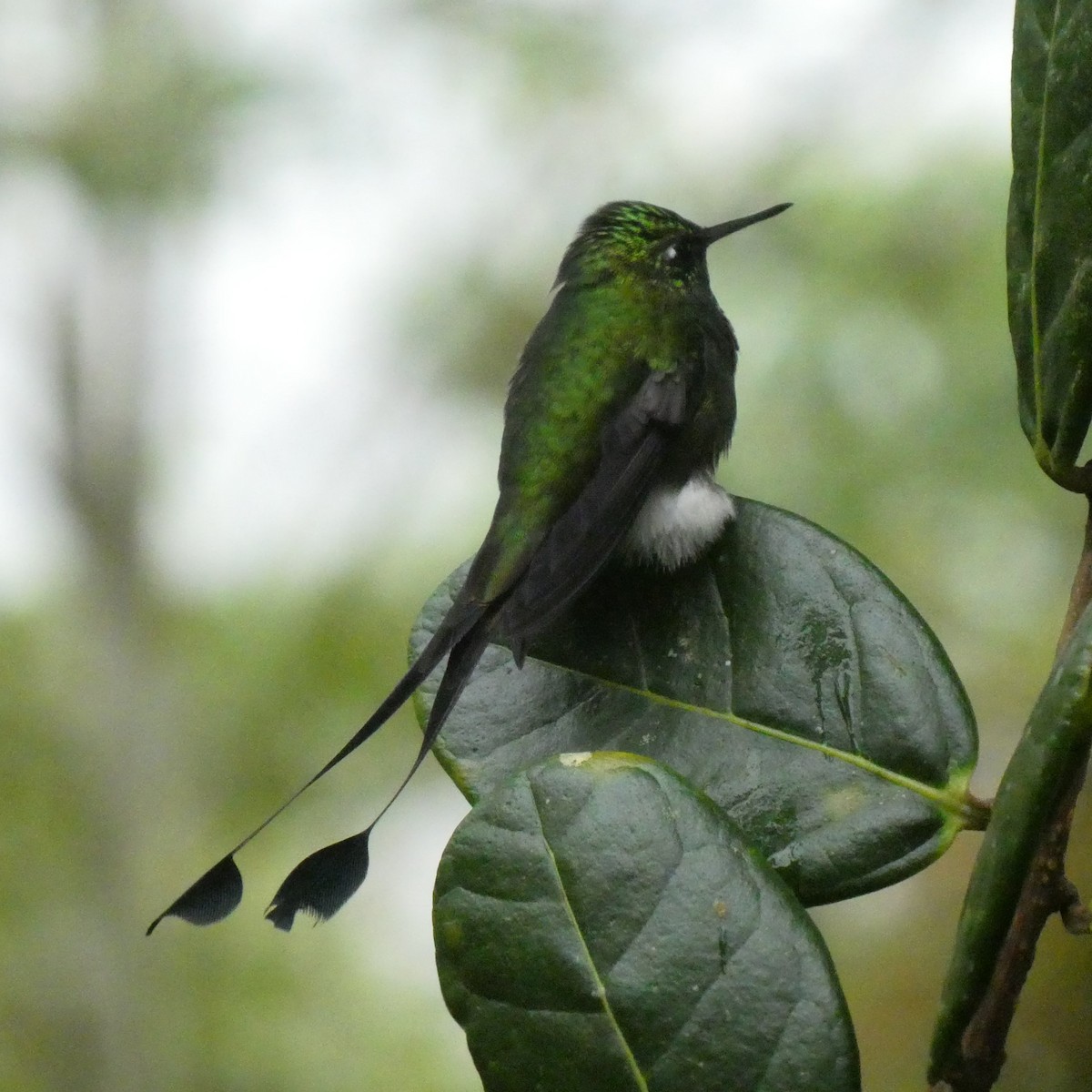 White-booted Racket-tail - ML619075098