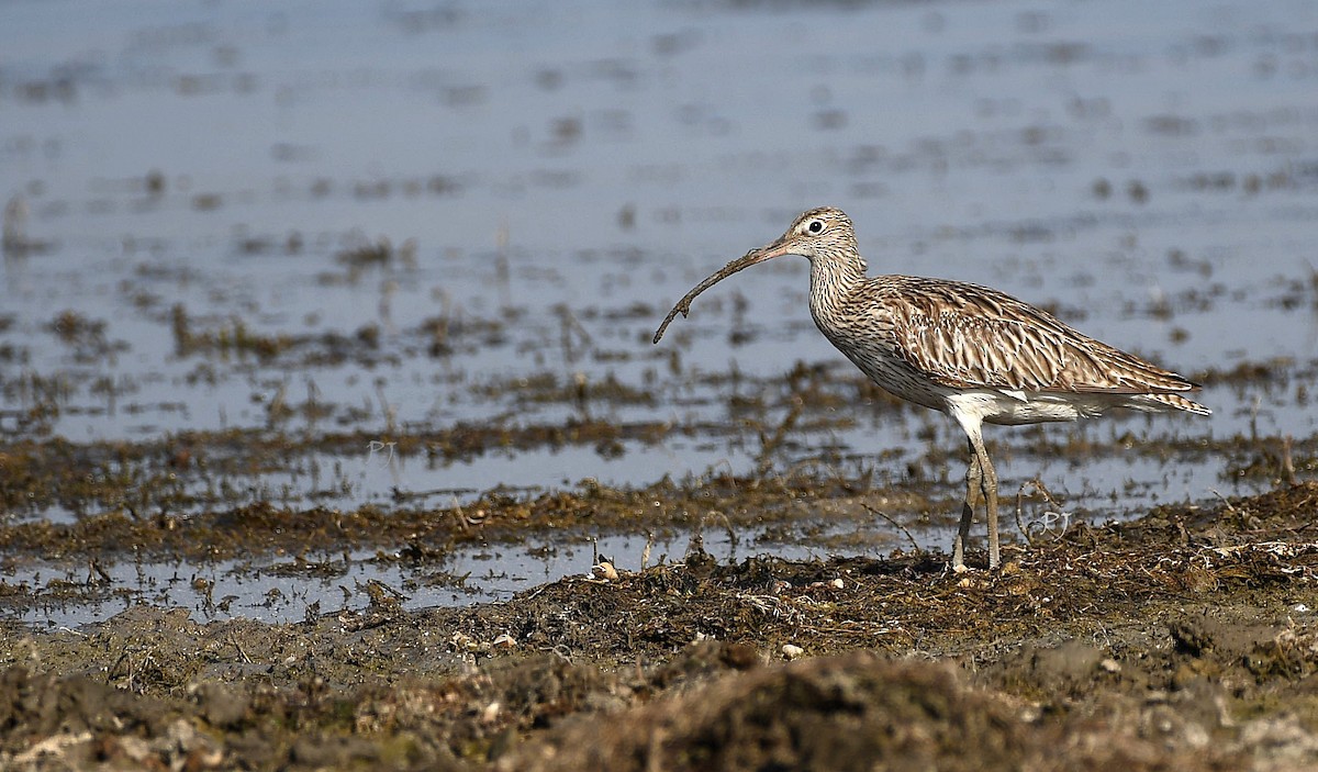 Eurasian Curlew - ML619075100