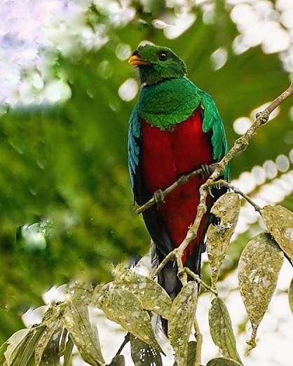 Golden-headed Quetzal - ML619075116