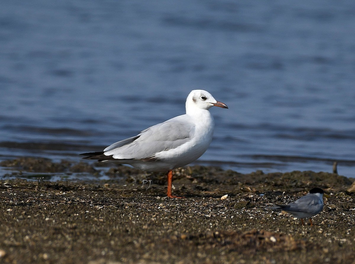 Mouette rieuse - ML619075119