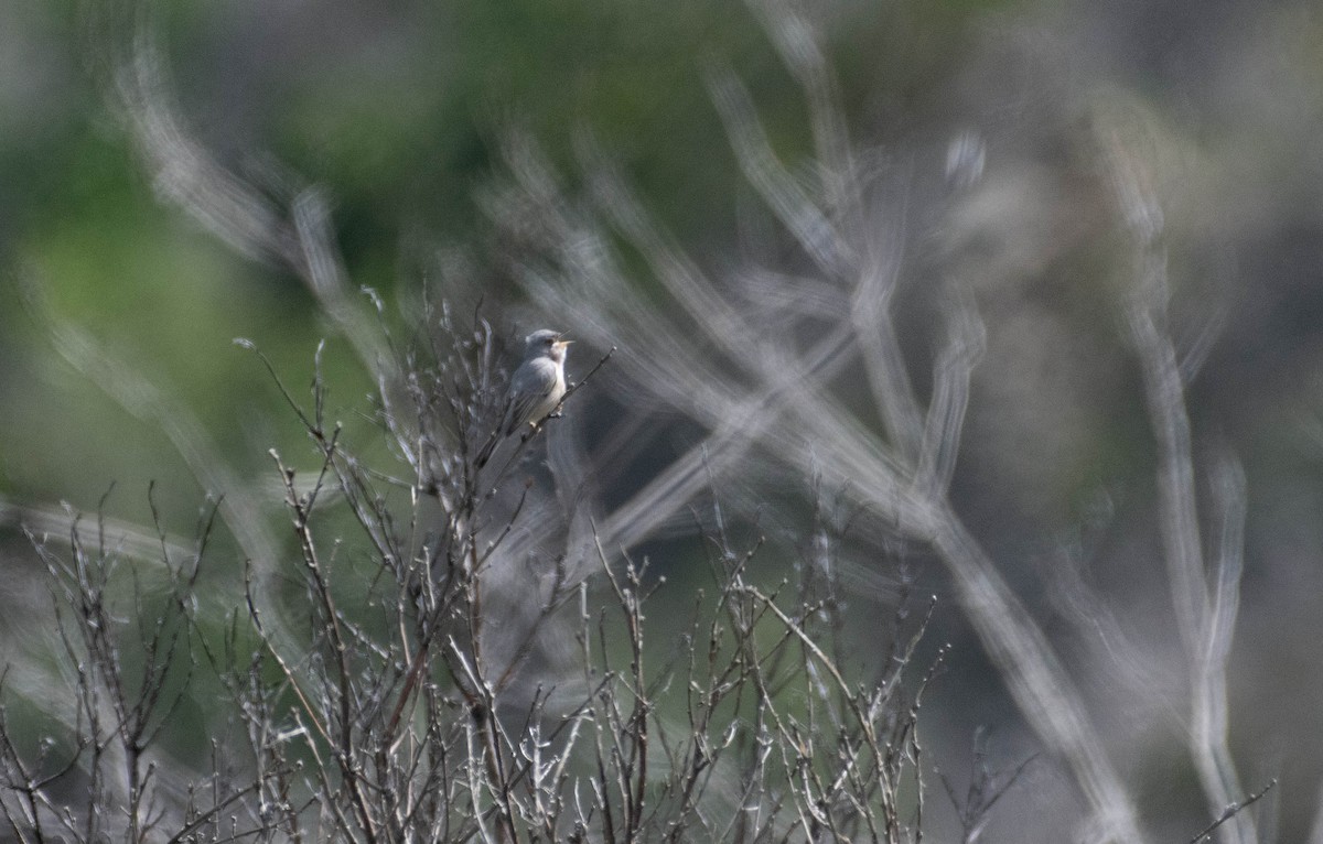 Moltoni's Warbler - Ed Stubbs