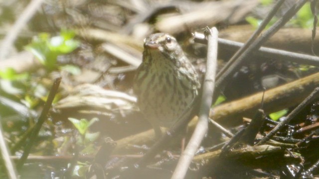 Northern Waterthrush - ML619075124