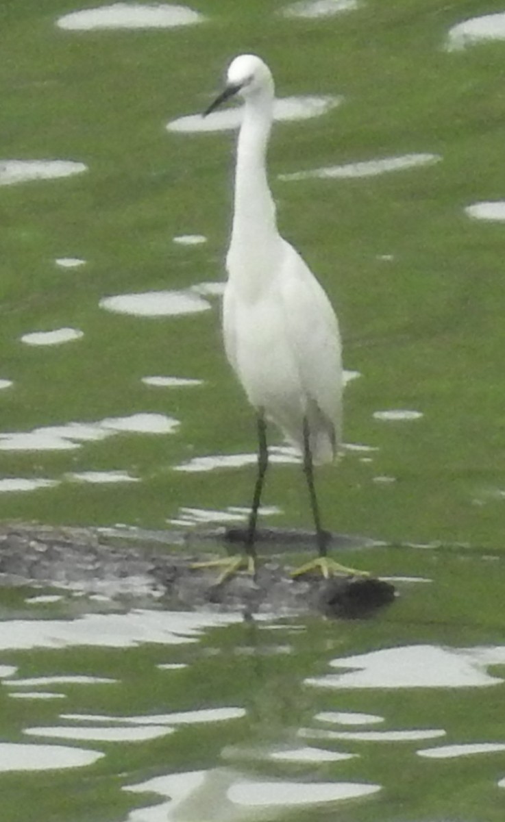 Little Egret - Jeffrey C and Teresa B Freedman