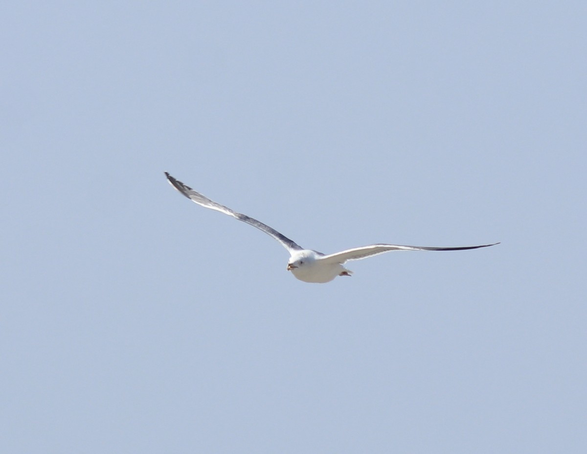 Lesser Black-backed Gull (Heuglin's) - ML619075142