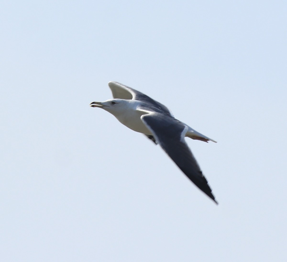 Lesser Black-backed Gull (Heuglin's) - ML619075143