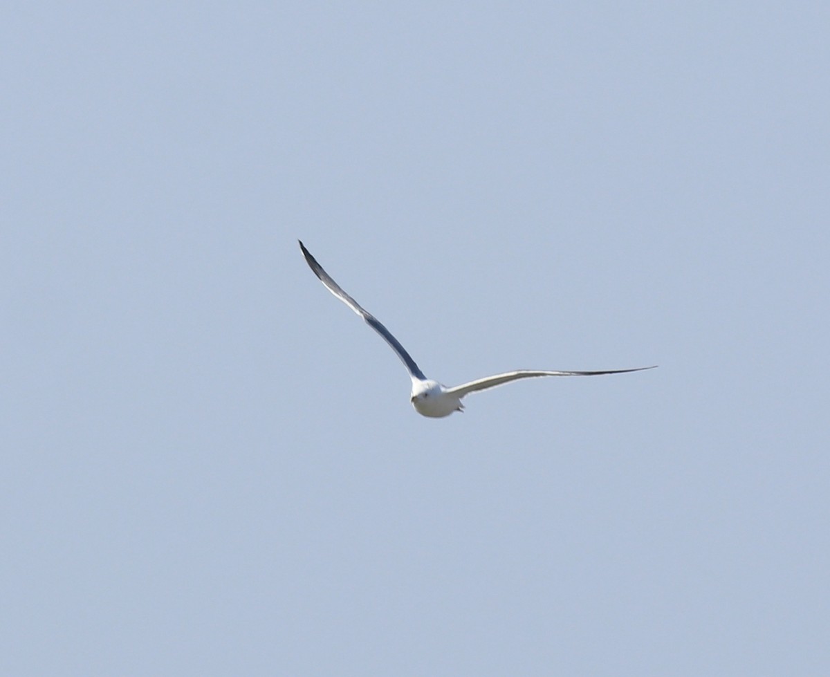 Lesser Black-backed Gull (Heuglin's) - ML619075144