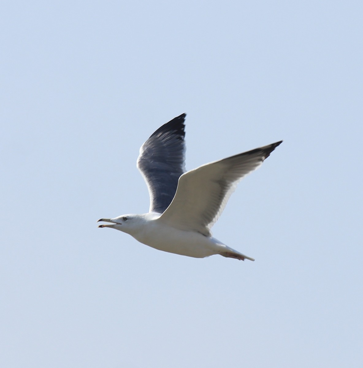 Lesser Black-backed Gull (Heuglin's) - ML619075145