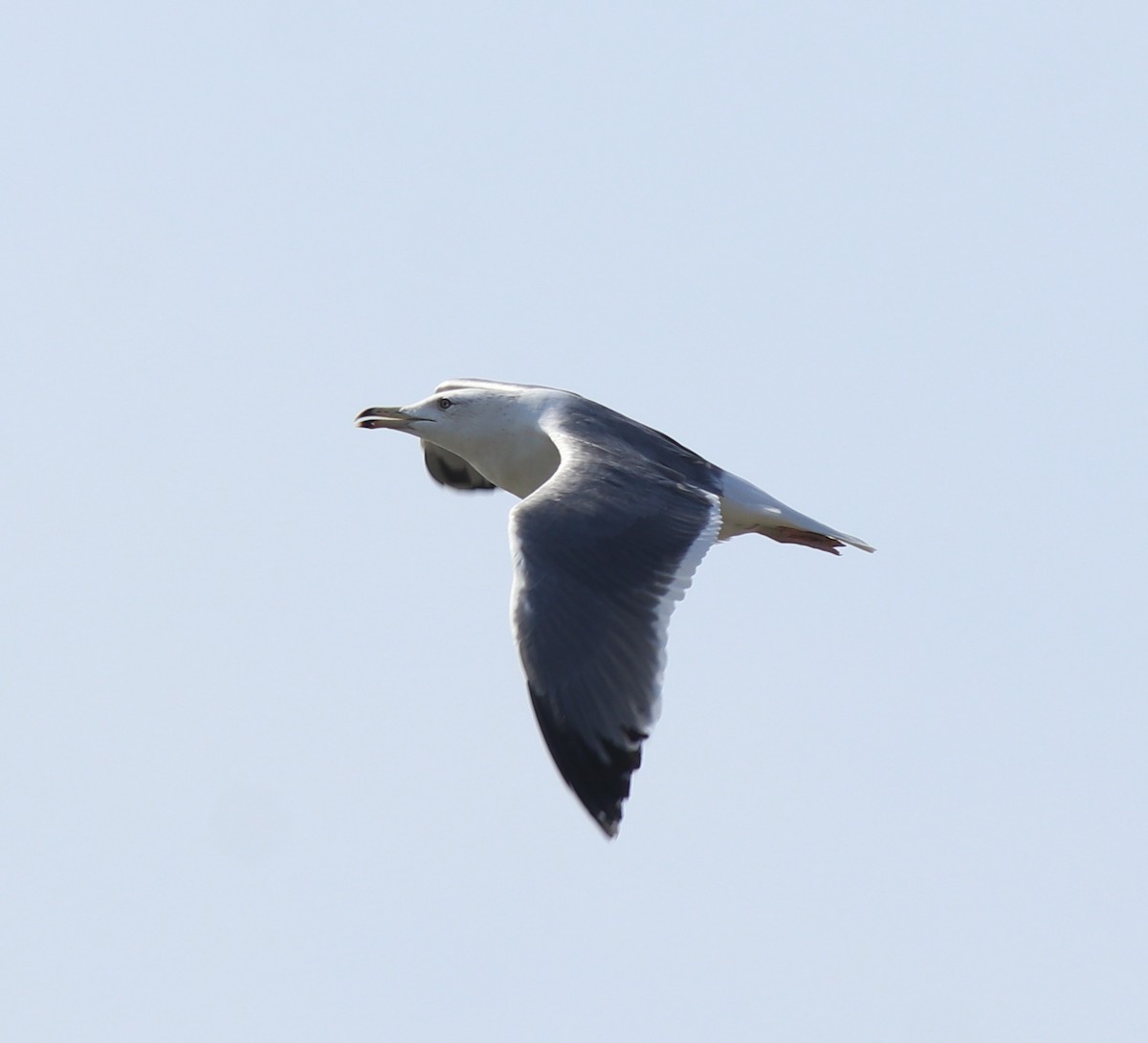 Lesser Black-backed Gull (Heuglin's) - Afsar Nayakkan