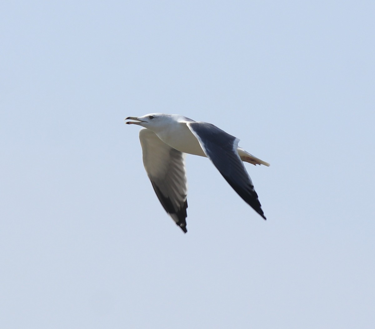 Lesser Black-backed Gull (Heuglin's) - Afsar Nayakkan