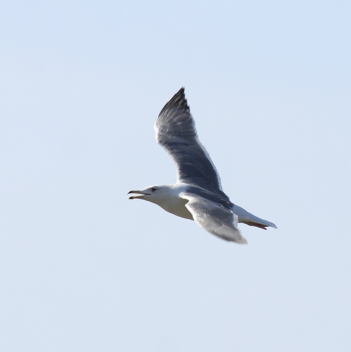 Lesser Black-backed Gull (Heuglin's) - ML619075149