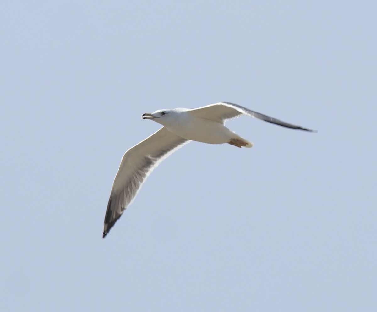 Lesser Black-backed Gull (Heuglin's) - Afsar Nayakkan