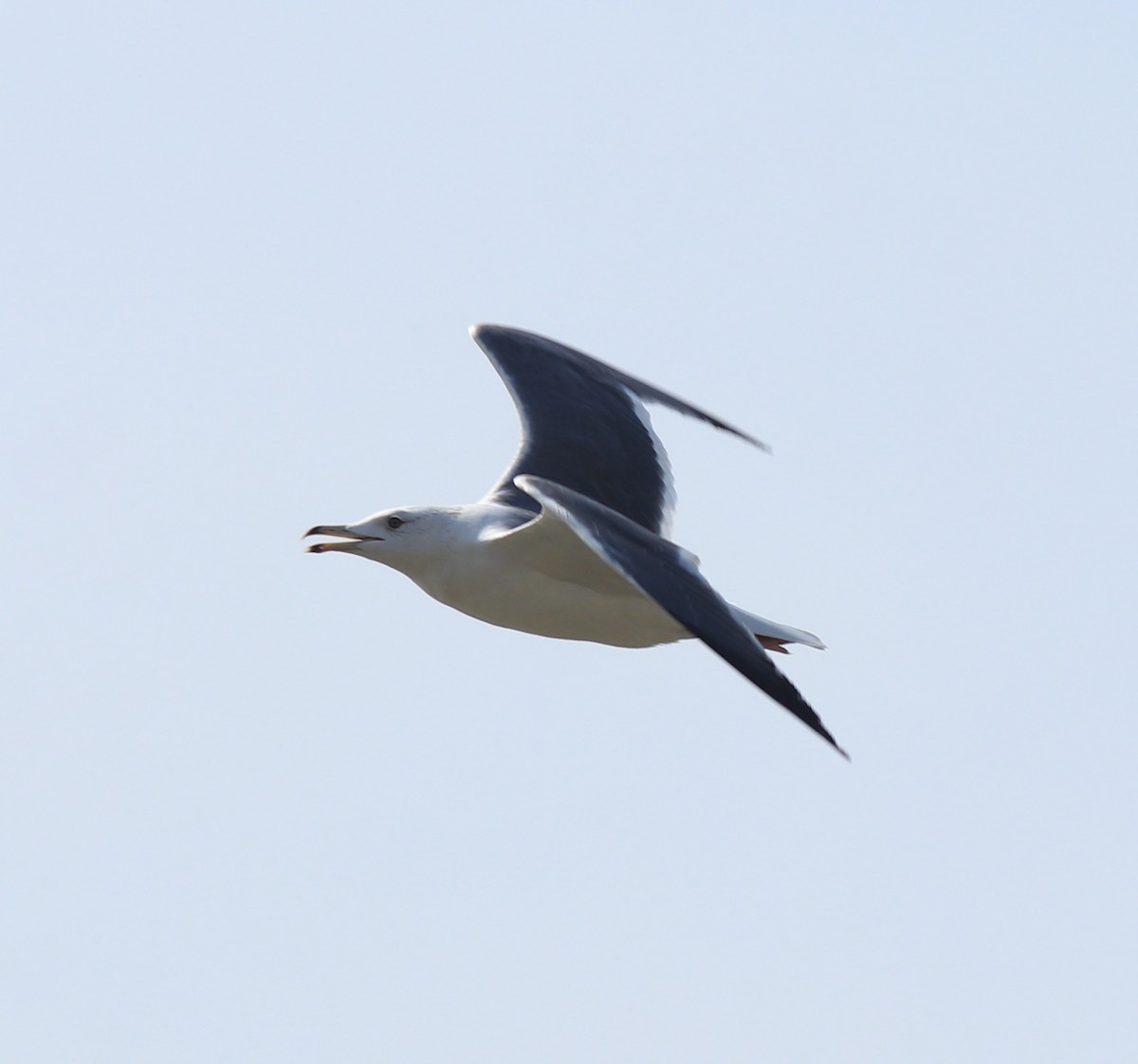 Lesser Black-backed Gull (Heuglin's) - ML619075152