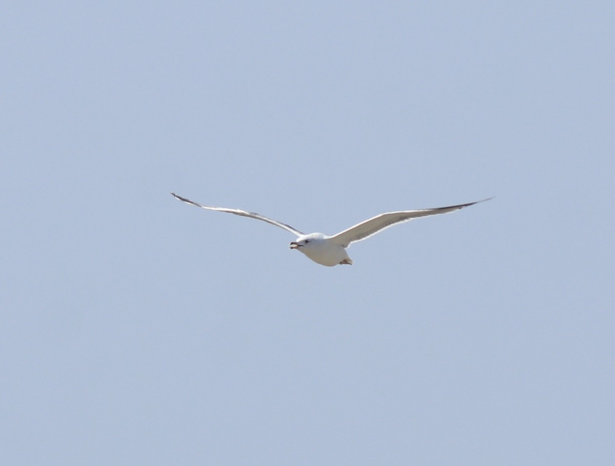 Lesser Black-backed Gull (Heuglin's) - ML619075153