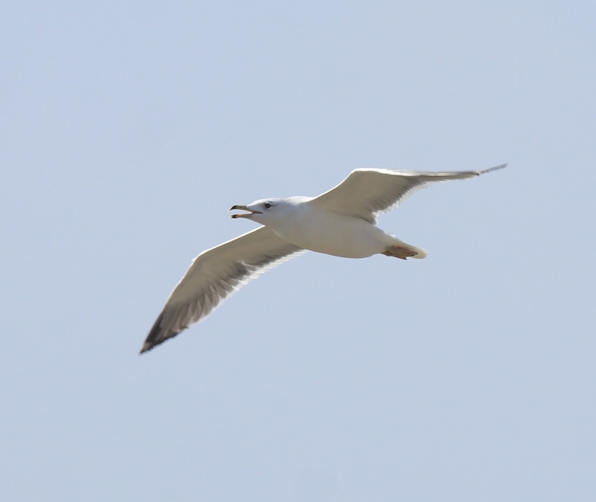 Lesser Black-backed Gull (Heuglin's) - ML619075154