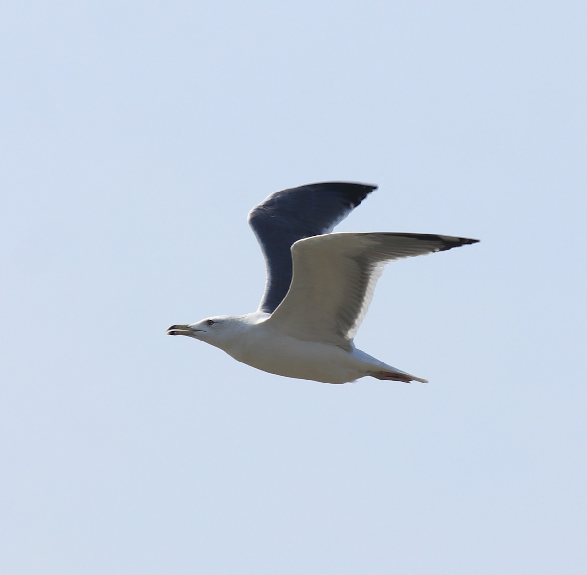 Gaviota Sombría (heuglini) - ML619075155