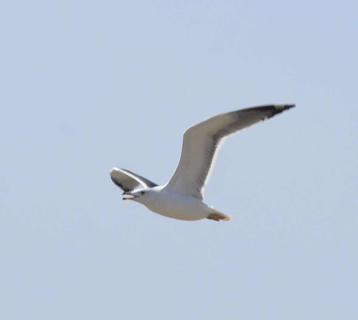 Lesser Black-backed Gull (Heuglin's) - ML619075156